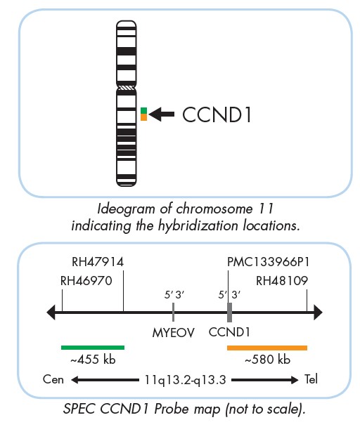 CCND1